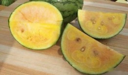 吃彩虹瓜,探寻大自然的色彩与美味之旅