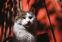 吃瓜猫叫,网络热词背后的文化现象与心理解读