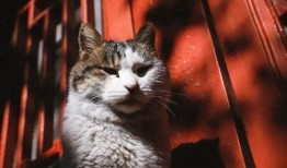 吃瓜猫叫,网络热词背后的文化现象与心理解读