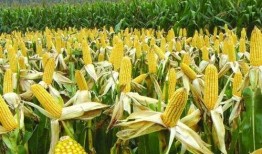 骑行遇到玉米吃瓜,邂逅玉米瓜香之旅