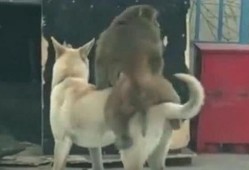 狗吃半个瓜,狗狗的半个瓜盛宴