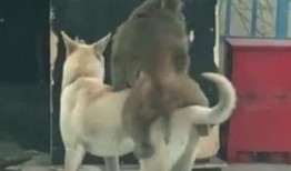 狗吃半个瓜,狗狗的半个瓜盛宴