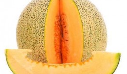 黄缘吃哈密瓜,一场甜蜜的味蕾之旅