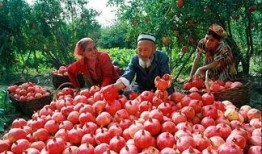 吃瓜不如看石榴,见证“吃瓜不如看石榴”的视觉奇观