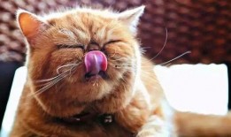 猫咪可以吃羊角瓜,羊角瓜成为猫咪新宠