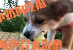 小矮狗吃瓜,小矮狗的夏日瓜趣时光