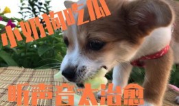 小矮狗吃瓜,小矮狗的夏日瓜趣时光