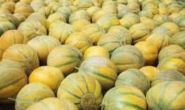 新疆农民吃老汉瓜,老汉瓜带来的丰收喜悦