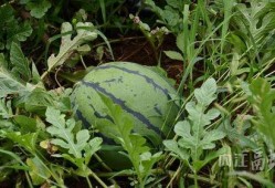 吃瓜沟,一场别开生面的乡村盛宴