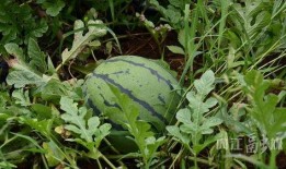 吃瓜沟,一场别开生面的乡村盛宴