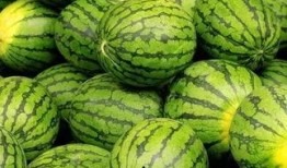 每日吃瓜大赛全国,全国瓜农竞技盛宴