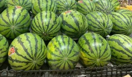 吃瓜深圳,揭秘这座城市的美食与娱乐盛宴