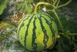 吃瓜群众爆大瓜