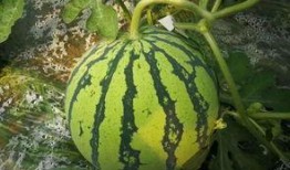 吃瓜群众爆大瓜