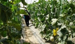 北湖的吃瓜视频,揭秘网红美食背后的故事