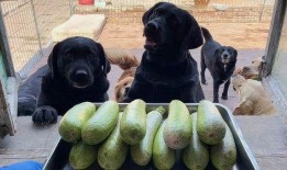 狗狗吃的角瓜,角瓜盛宴，营养美味两不误