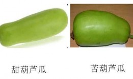 葫芦瓜可以吃的,从田间到餐桌的绿色美味