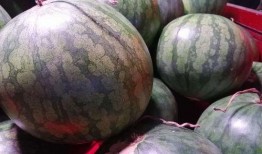 买瓜吃内脏,揭秘瓜农的生存智慧与生活哲学