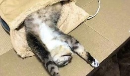 吃瓜猫叫,网络热词背后的文化现象与心理解读