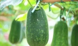 有一种瓜叫吃瓜,揭秘“吃瓜”背后的趣味与潮流