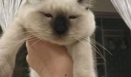 吃瓜脸肿咋回事,原因及预防措施