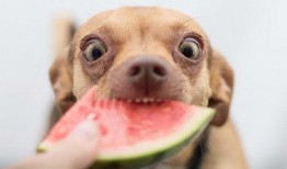 狗吃半个瓜,狗狗的半个瓜盛宴