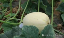 可以吃白瓜吗,白瓜的营养价值与食用指南