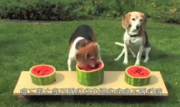 狗吃瓜搞笑瞬间