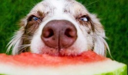 狗吃瓜搞笑瞬间