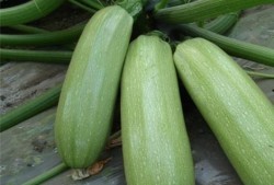 吃瓜会皮肤发黄吗,揭秘日常饮食与肌肤健康的关系