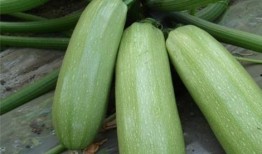 吃瓜会皮肤发黄吗,揭秘日常饮食与肌肤健康的关系