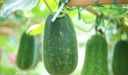 南宁树上吃瓜,树荫下悠闲吃瓜时光