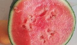 帅芒果的小花吃瓜,揭秘网红吃瓜背后的故事