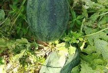 附近吃瓜视频,附近吃瓜视频背后的热门话题与趣味瞬间