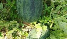 附近吃瓜视频,附近吃瓜视频背后的热门话题与趣味瞬间