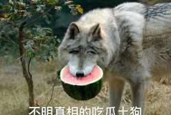 吃瓜狼图片,揭秘动物界的“美食侦探”