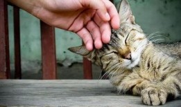 猫咪可以吃羊角瓜,羊角瓜成为猫咪新宠