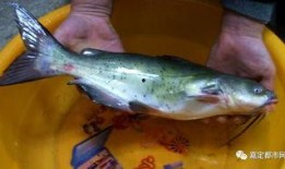 吃瓜群众有鱼吃,揭秘网络热议背后的美食诱惑