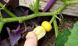 缠花吃瓜,揭秘古代宫廷中的雅趣生活