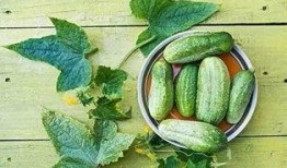 吃杜瓜根呕吐,探究吃杜瓜根呕吐之谜