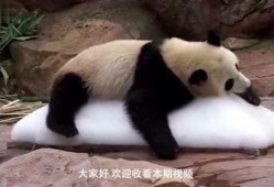 狗吃瓜搞笑瞬间