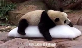 狗吃瓜搞笑瞬间