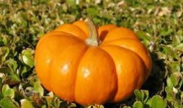 白天做梦梦见吃瓜,白天梦境中的瓜果盛宴