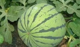 西瓜从小瓜到大瓜多久可以吃,从嫩瓜到熟瓜的蜕变之旅