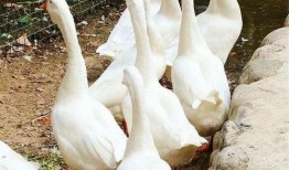 吃瓜北极鹅,揭秘极地萌物的生活趣事