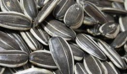 吃瓜配上瓜子图片大全,吃瓜神器图片大盘点