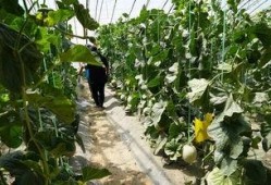 草坪吃瓜视频,吃瓜视频带你领略欢乐时光