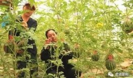 吊瓜授粉几天可以吃,只需等待数日即可品尝美味佳肴