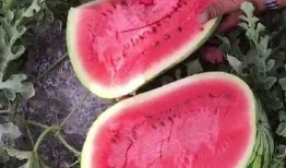 立秋吃瓜音乐,乐享丰收时光