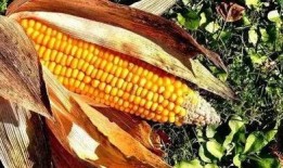 骑行遇到玉米吃瓜,邂逅玉米瓜香之旅